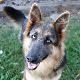 Marvel - German Shepherd