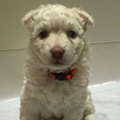 Girl 5 - Mudi puppy from Graves Farm Mudi