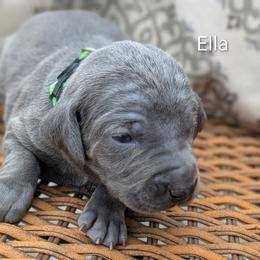 Ella - Blue female Weimaraner puppy in Evart, Michigan from Drehbar Weimaraners