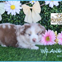 Wrangler - Red merle male Miniature Australian Shepherd puppy in Madisonville, Texas from Flying LL Aussies