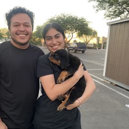 Rottweiler Puppies from GrowlHausRotts