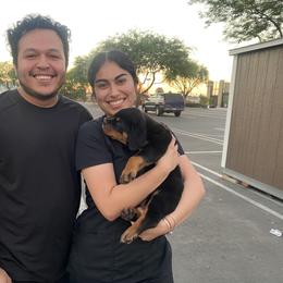 Rottweiler Puppies from GrowlHausRotts