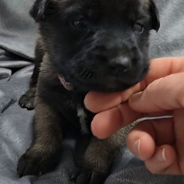 Indy's Purple - Mahogany female Belgian Malinois puppy in Berry, Alabama from North River k9
