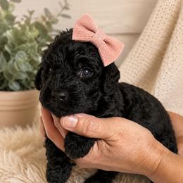 Joy - Black female Goldendoodle puppy in Portland, Tennessee from Happy_Tails_by_TJ
