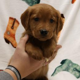 Denim - Dark golden female Golden Retriever puppy in New Weston, Ohio from Bertke AKC Golden Retrievers and Bernese Mountain Dogs
