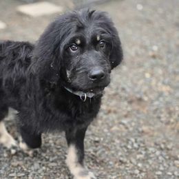 Goldendoodles, Golden Retrievers, and Poodles from Oregon's Legendary Goldendoodles
