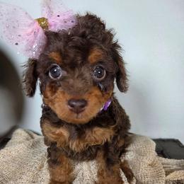 Hazelnut (Hazel) - Red phantom female Aussiedoodle puppy in Haleyville, Alabama from The Cuddly Dood Ranch
