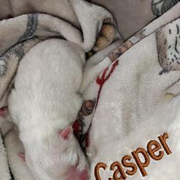Casper - White male Pomeranian puppy in Illinois from Maribel Poms