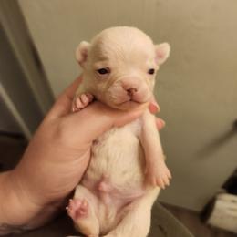 Tucker - Cream and white male Chihuahua puppy in Ashtabula, Ohio from Paw's & Awe's Chihuahuas