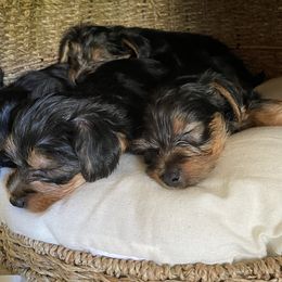 Yorkshire Terrier Puppies from Yuppie Yorkies