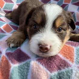 Miniature Australian Shepherd Puppies from R&R Mini Aussies