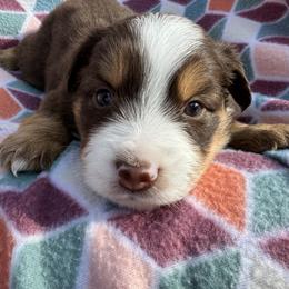 Miniature Australian Shepherd Puppies from R&R Mini Aussies