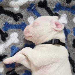 Boy 1 - White male Boxer puppy in Howey In The Hills, Florida from Bayla Belle & Blossom's Boxers