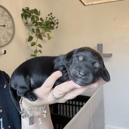 Ash - Black and tan female Dachshund puppy in Fort Worth, Texas from The Holloway Dachshunds