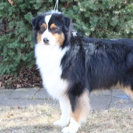 ACE - Australian Shepherd