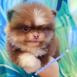 Chocolate Lavender Tri - Lavender male Pomeranian puppy in Albany, Oregon from Purrs N Poms