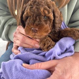 Oak (Light blue collar boy) - Brown male Cavapoo puppy in Eagle Mountain, Utah from Liberty Farms Puppies