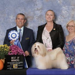 Havanese Puppies from SunWyst Havanese