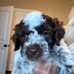 Boy 3 - Brown roan male Lagotto Romagnolo puppy in Sherman, Texas from Texas Lagottos