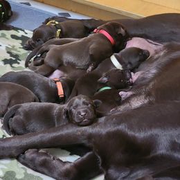 Boy 1 - Chocolate Labrador Retriever puppy in Helena, Montana from Whistling Wings Retrievers, LLC.