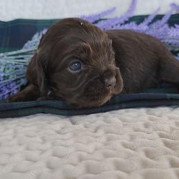 AKC Geillis Duncan - Sable female Cocker Spaniel puppy in Morristown, Tennessee from Down in the Holler