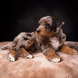 Samurai - Blue merle male Aussiedoodle puppy in Columbiaville, Michigan from Blue Eyes Aussies