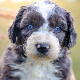 Bogey - male Australian Mountain Doodle puppy in Crete, Nebraska from Doodles & Co