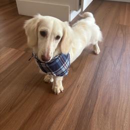 Elvis - Dachshund