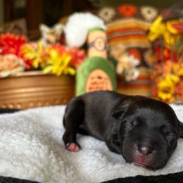 TBD - Brindle male Staffordshire Bull Terrier puppy in Houston, Texas from Breaking Bad Staffords
