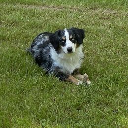 Miniature Australian Shepherds from Tincture of Thyme