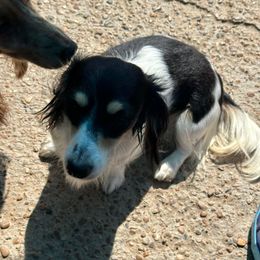 Patty cakes - Dachshund