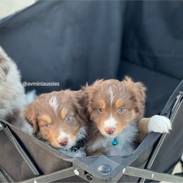 Miniature Australian Shepherd Puppies from AV Mini Aussies