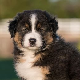 Australian Shepherds from Navarro Australian Shepherds