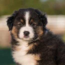 Australian Shepherds from Navarro Australian Shepherds