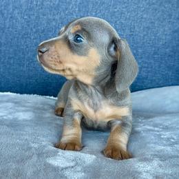 Blue Cream Male - Blue and cream male Dachshund puppy in North Auburn, California from Northern Doxie