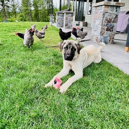 Anatolian Shepherd Dog Puppies from Apex Anatolians