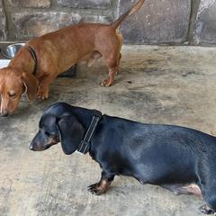 Dachshunds from Mary's Dachshunds