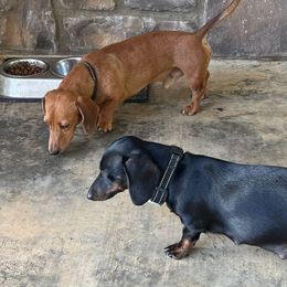 Dachshunds from Mary's Dachshunds