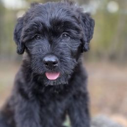 Banana - Black female Bouvier des Flandres puppy in Drury, Missouri from Black Bears Critters
