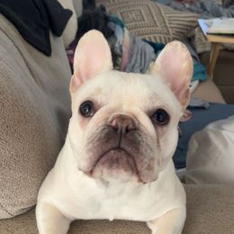 Stevie - French Bulldog