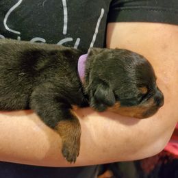 Rottweiler Puppies from Winter's Fate Kennels