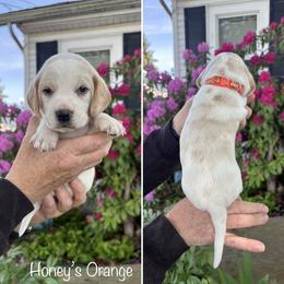 Girl 4 - female Beagle puppy in Brownsville, Oregon from Beagles on the Run