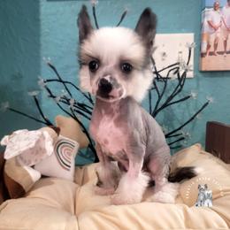Chinese Crested Puppies from Crestie Charm Cottage