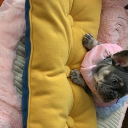 French Bulldog Puppies from Frenchie Empire