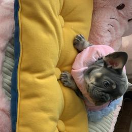 French Bulldog Puppies from Frenchie Empire