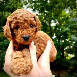 Pearl - Red  female Goldendoodle puppy in Sugar City, Idaho from Idaho Sugar Doodle Pups