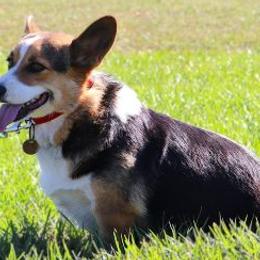 Anna - Pembroke Welsh Corgi