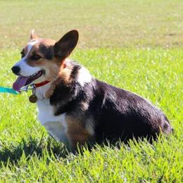 Anna - Pembroke Welsh Corgi