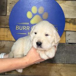 Second Pick - Light golden male Golden Retriever puppy in Kimberly, Idaho from Burr Oak Hills Kennel