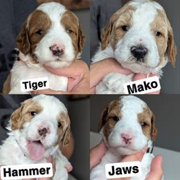 1st pick white male - Parti male Goldendoodle puppy in Sioux Falls, South Dakota from Dolly's Doodles